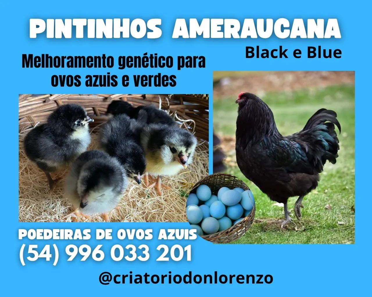 Pintinhos Ameraucana