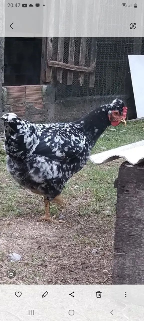 Ovos gsb galados - Foto 2