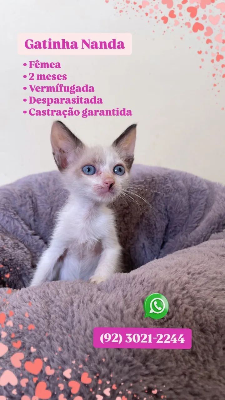 Lindos filhotes de felinos ?
