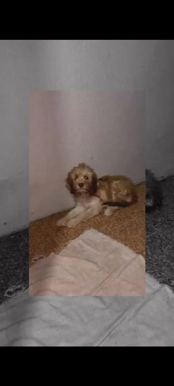 Cachorro 