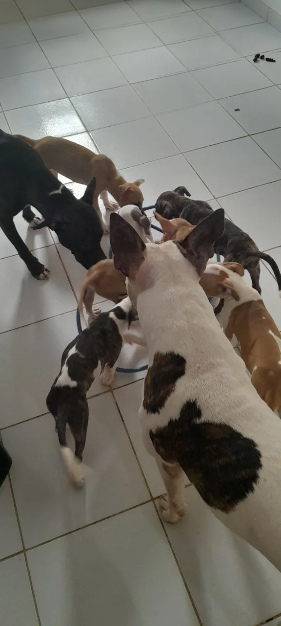 Filhotes de Pitbull disponíveis para adoção