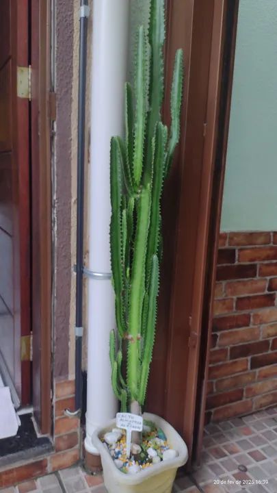 Vendo cactos ( leve 3 pague 2) ora pro nobis  - Foto 5
