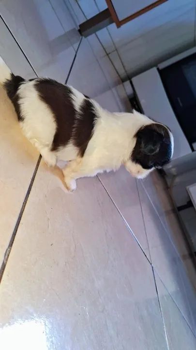 Filhote Shih Tzu - Foto 3