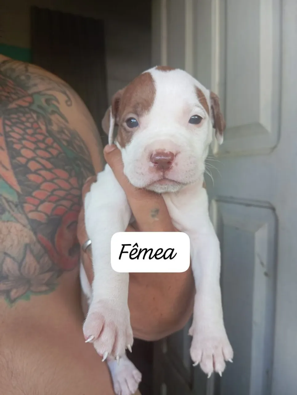 Filhote Pitbull