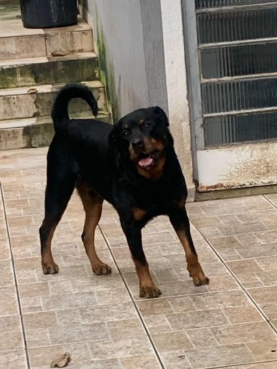 Filhotes de Rottweiler - Foto 5
