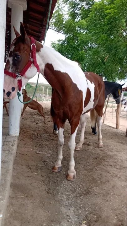 Égua Paint para Venda  - Foto 4