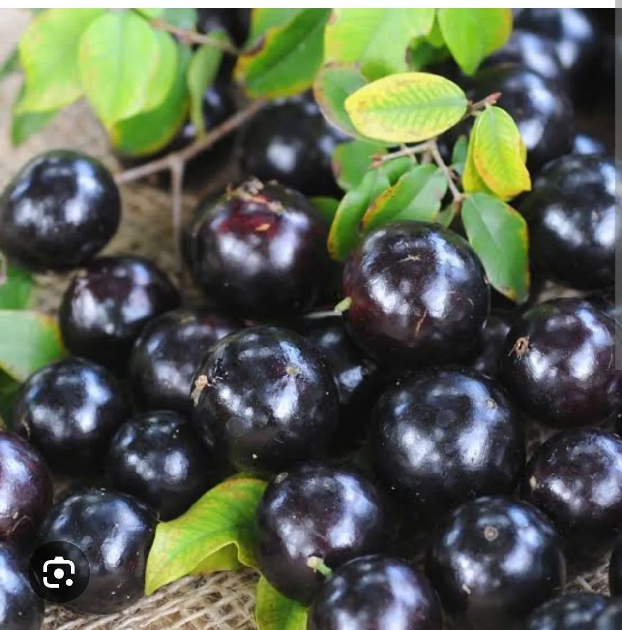 Jabuticaba fruta 40 reais o kg 