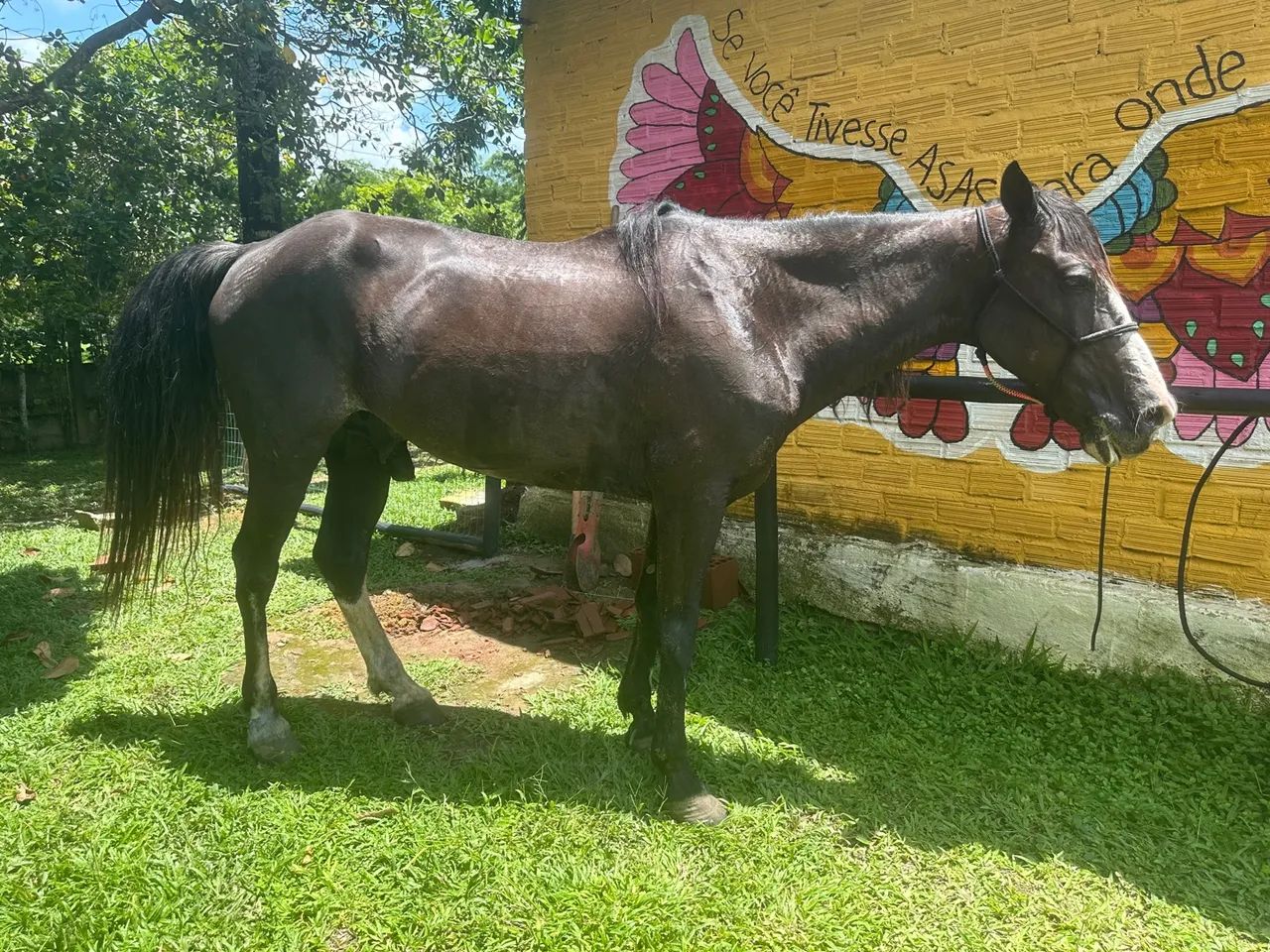 Cavalo Preto - Foto 5