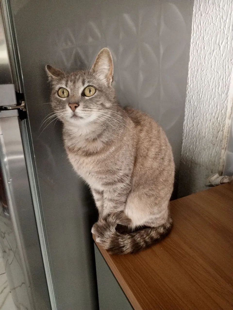 Doa se gatinha amorosa  - Foto 3