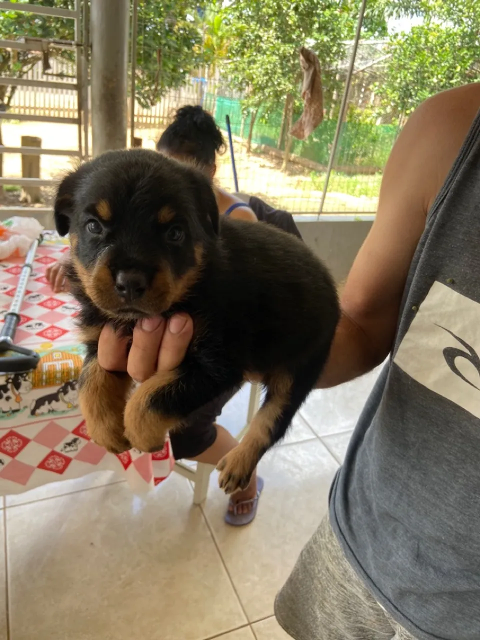 Filhote Rottweiler