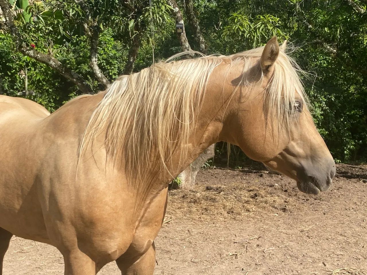 Cavalo Quarto de Milha - Wing Del Cielo SSRC - Foto 3