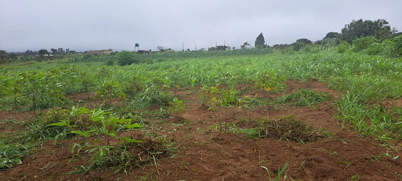 Lote 12 x 80 morada dos passos via em direção ao posso azul