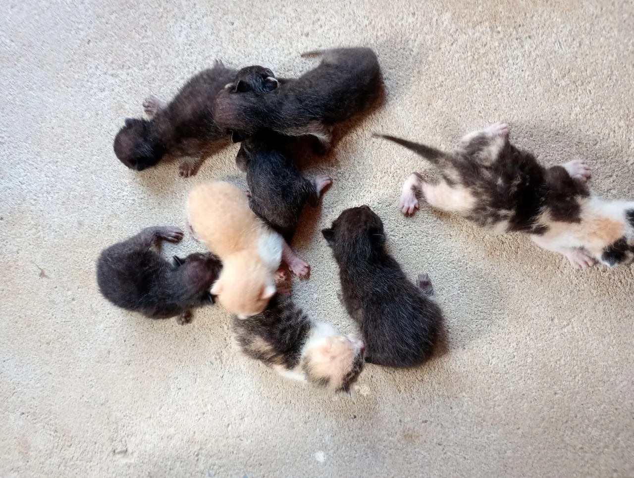 Filhotes de gato disponíveis para adoção!