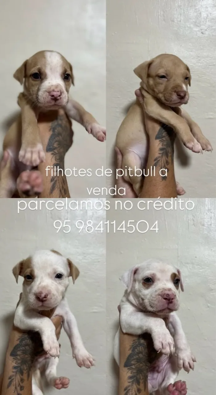 Filhotes de Pitbull a Venda