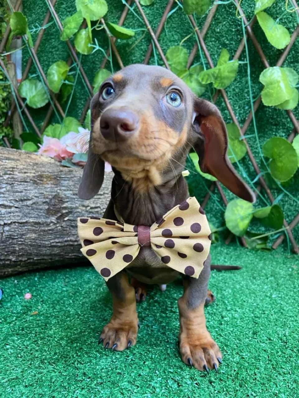 BassetDachshund Teckel  - Foto 4