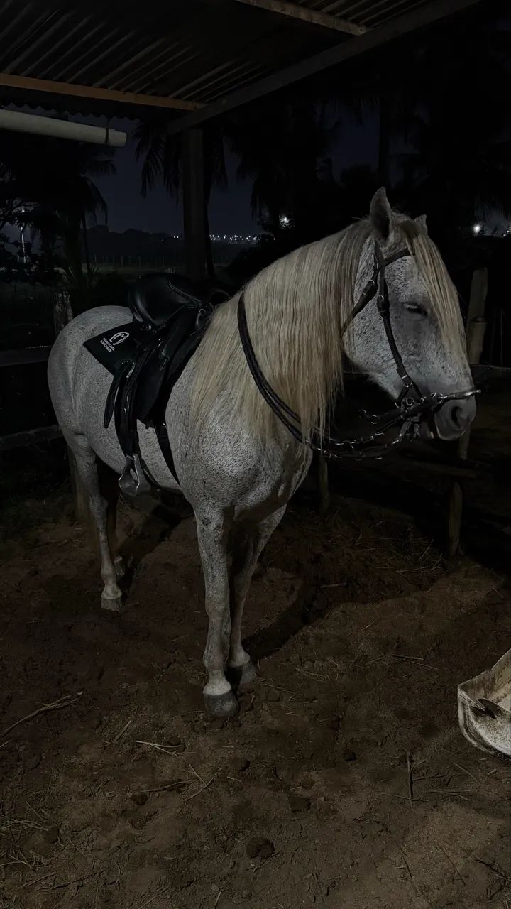 Cavalo marchador  - Foto 3