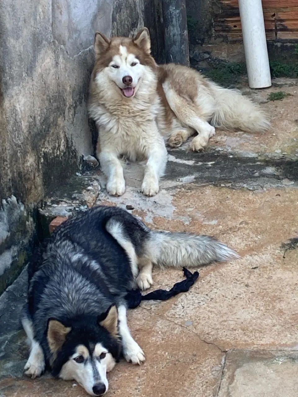 Filhotes de Husky Siberiano puros 