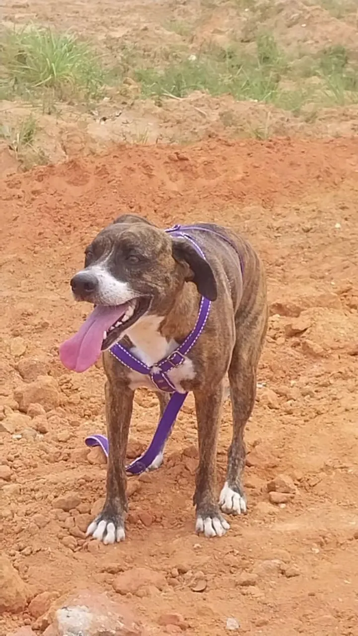 Cão de guarda, raça indefinida de médio porte.