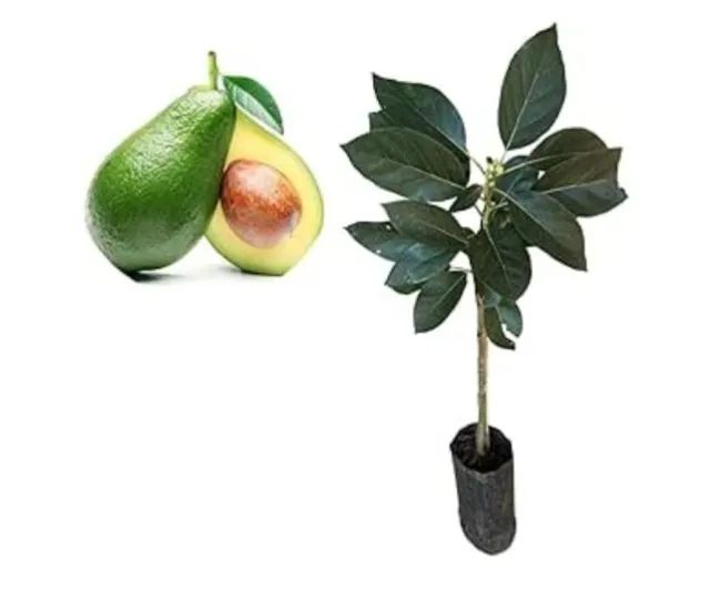 ? Muda de Abacate enxertado