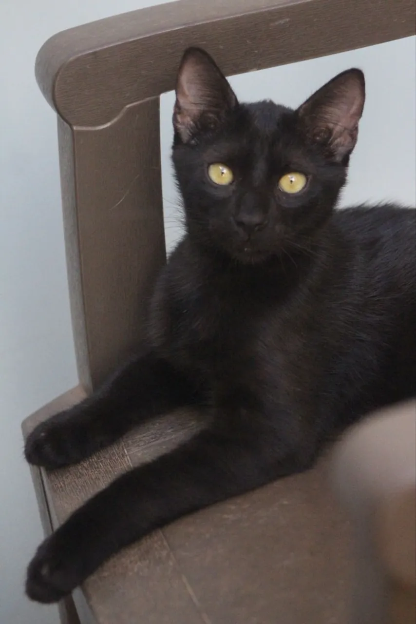 Gatinho preto filhote para adoção