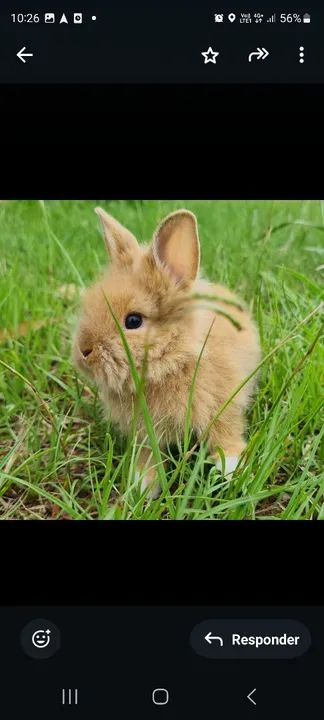 Lindos filhotes de mini Lions - Foto 2