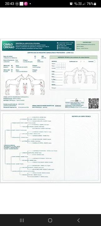 Cavalo Crioulo  - Foto 5