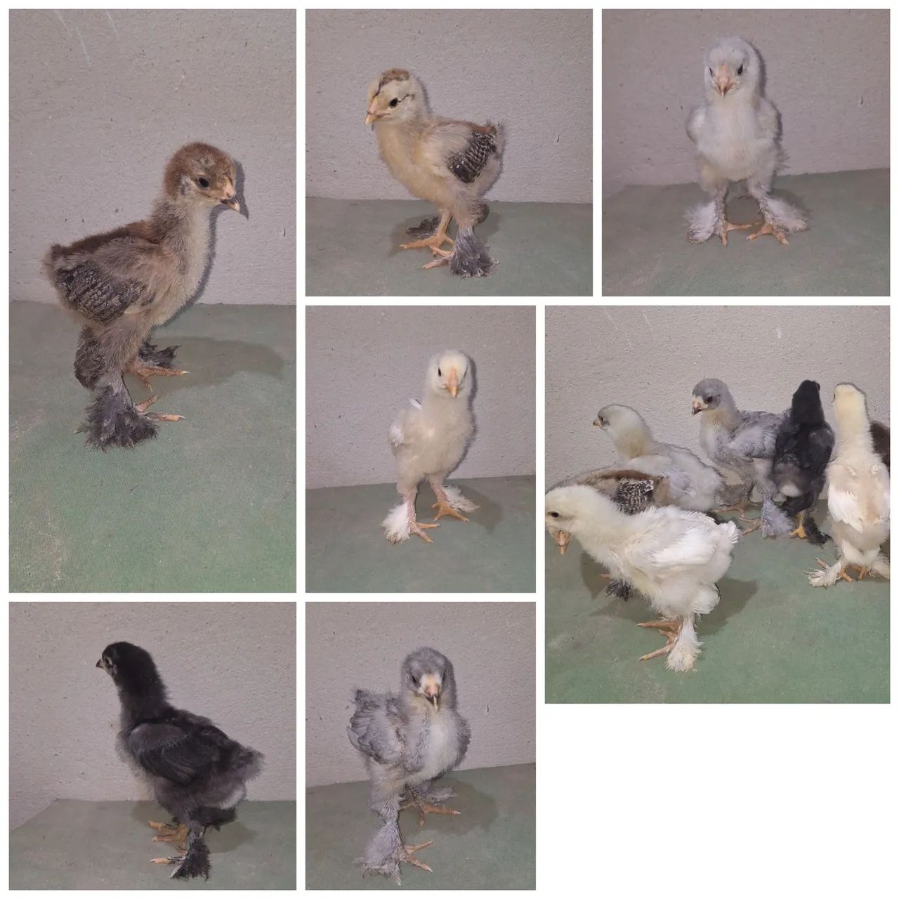 Pintinhos brahma