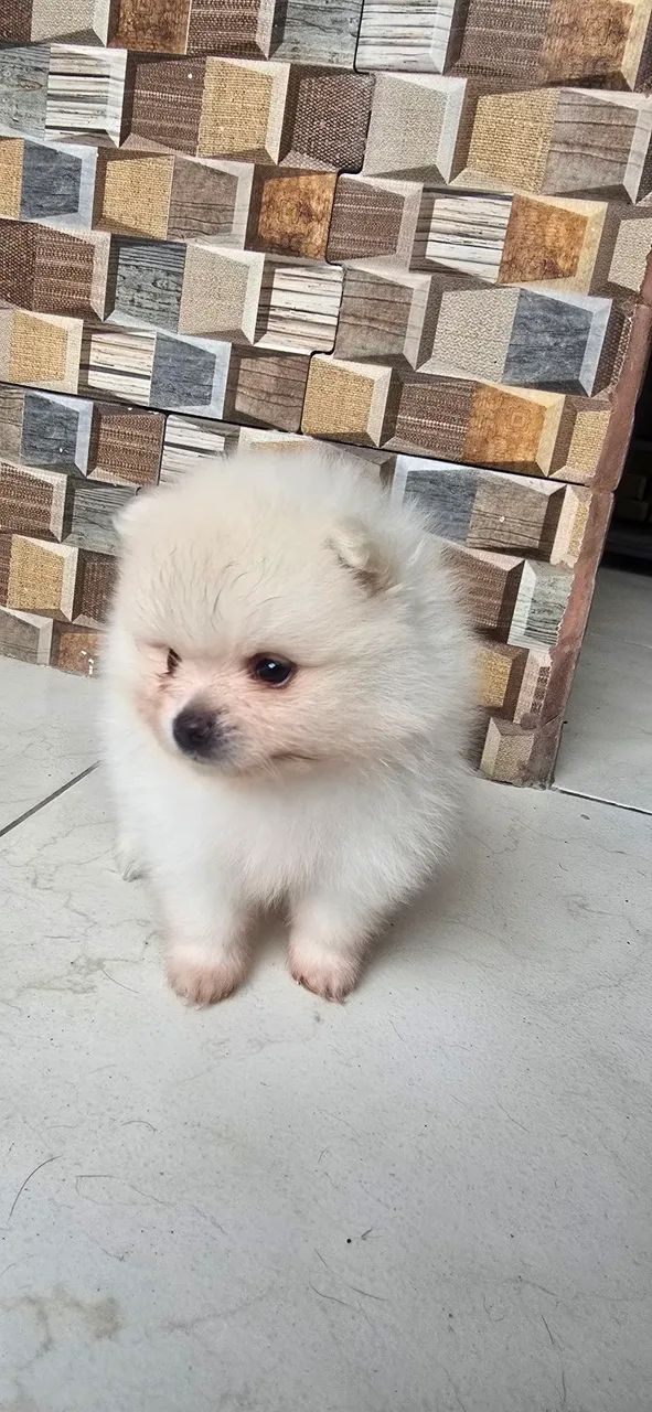 Vendo Filhote de Spitz Alemão - Foto 5