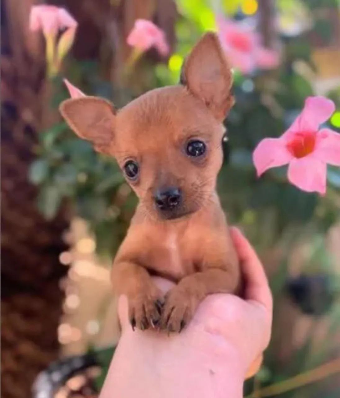 Filhotes de Pinscher Zero - Foto 3