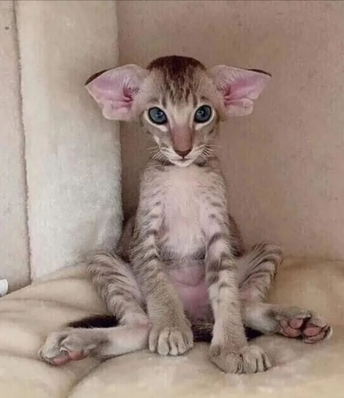 Filhotes de Elf - Beleza Única e Personalidade Cativante - Foto 3