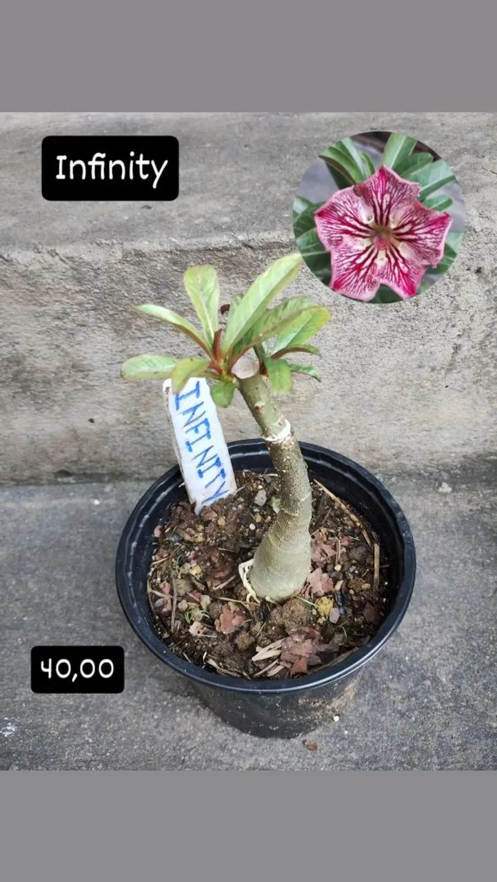 Mudas de Rosa do Deserto Enxertadas Promoção 