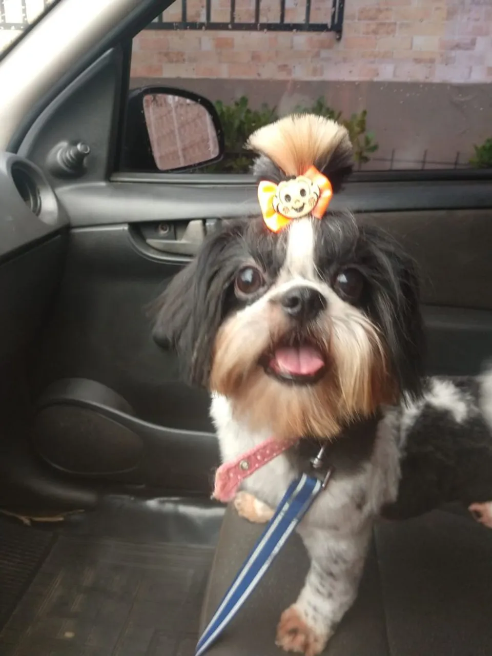 Filhotes de Shih tzu a Venda
