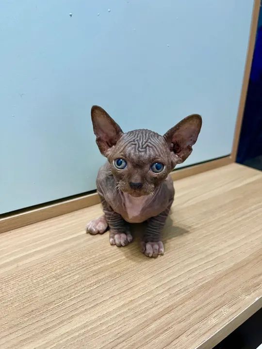 Lindas Fêmeas Sphynx