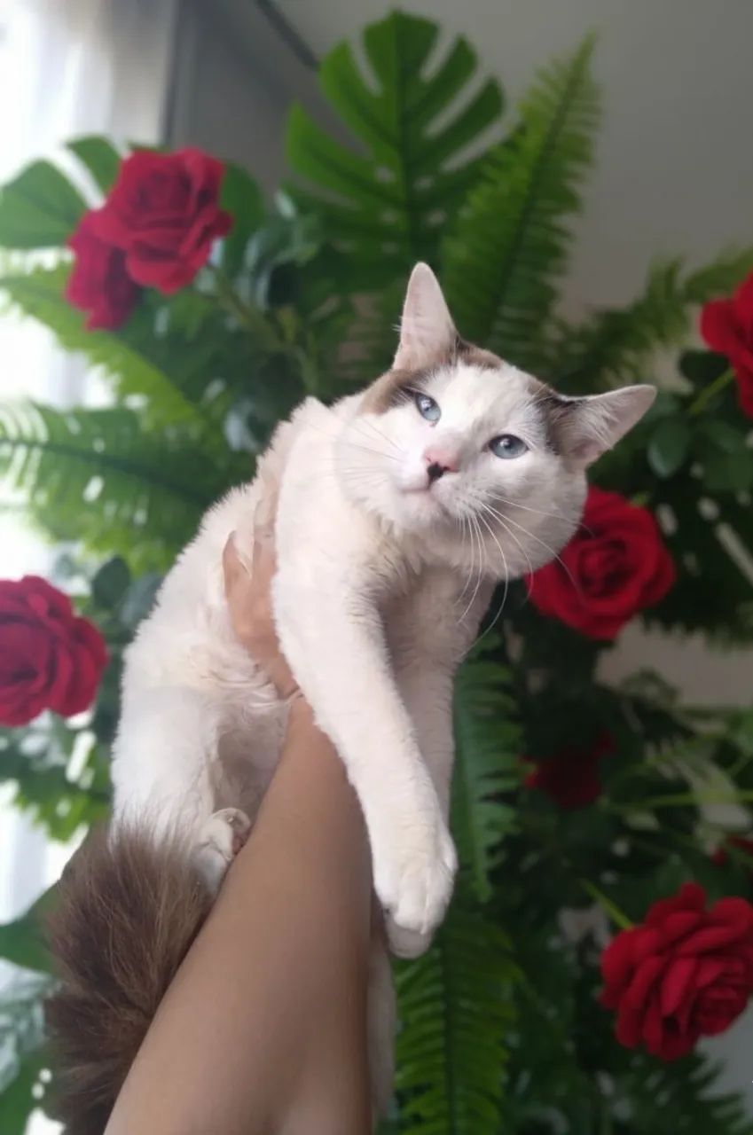Ragdoll machinho tem 10 mês. 