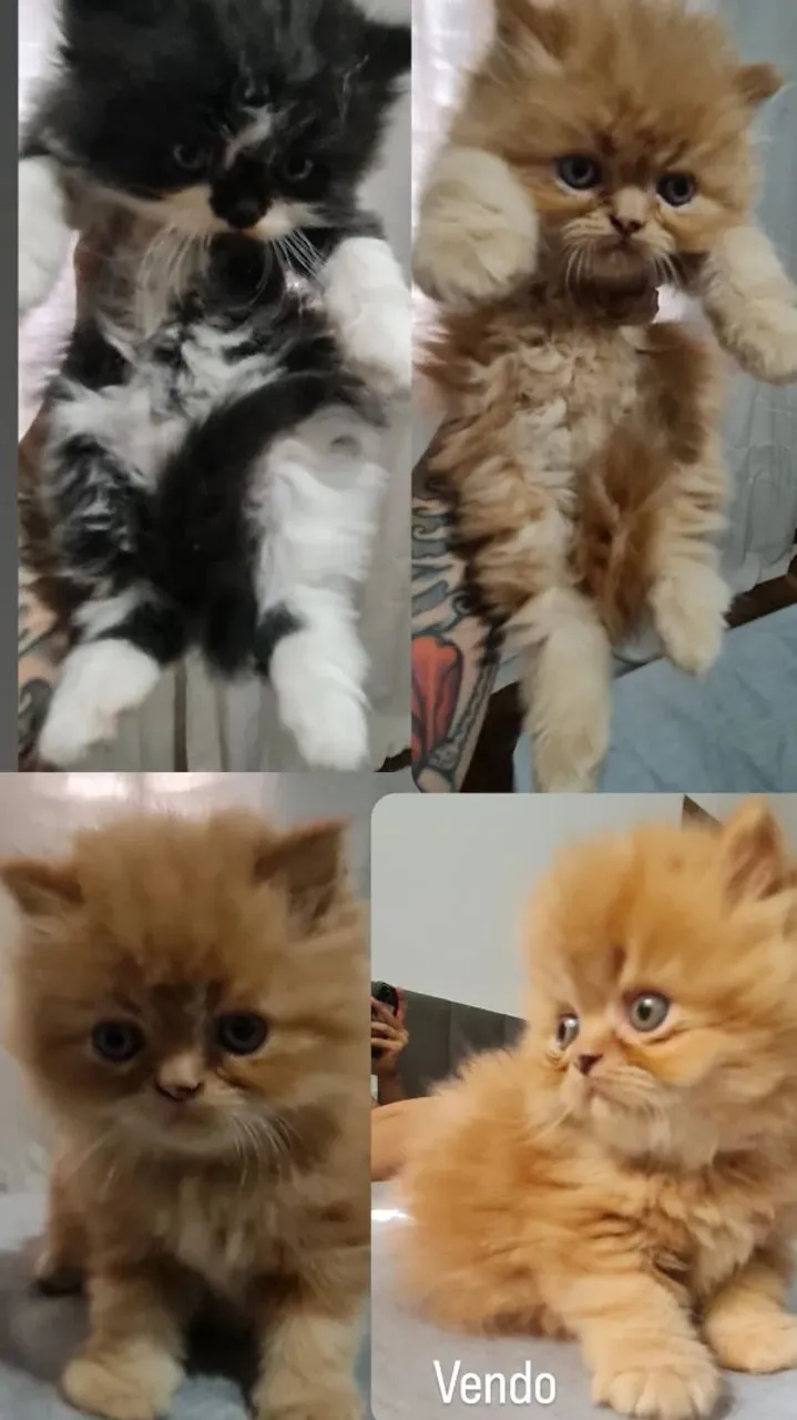 Gatinhos Persas Lindos e Saudáveis