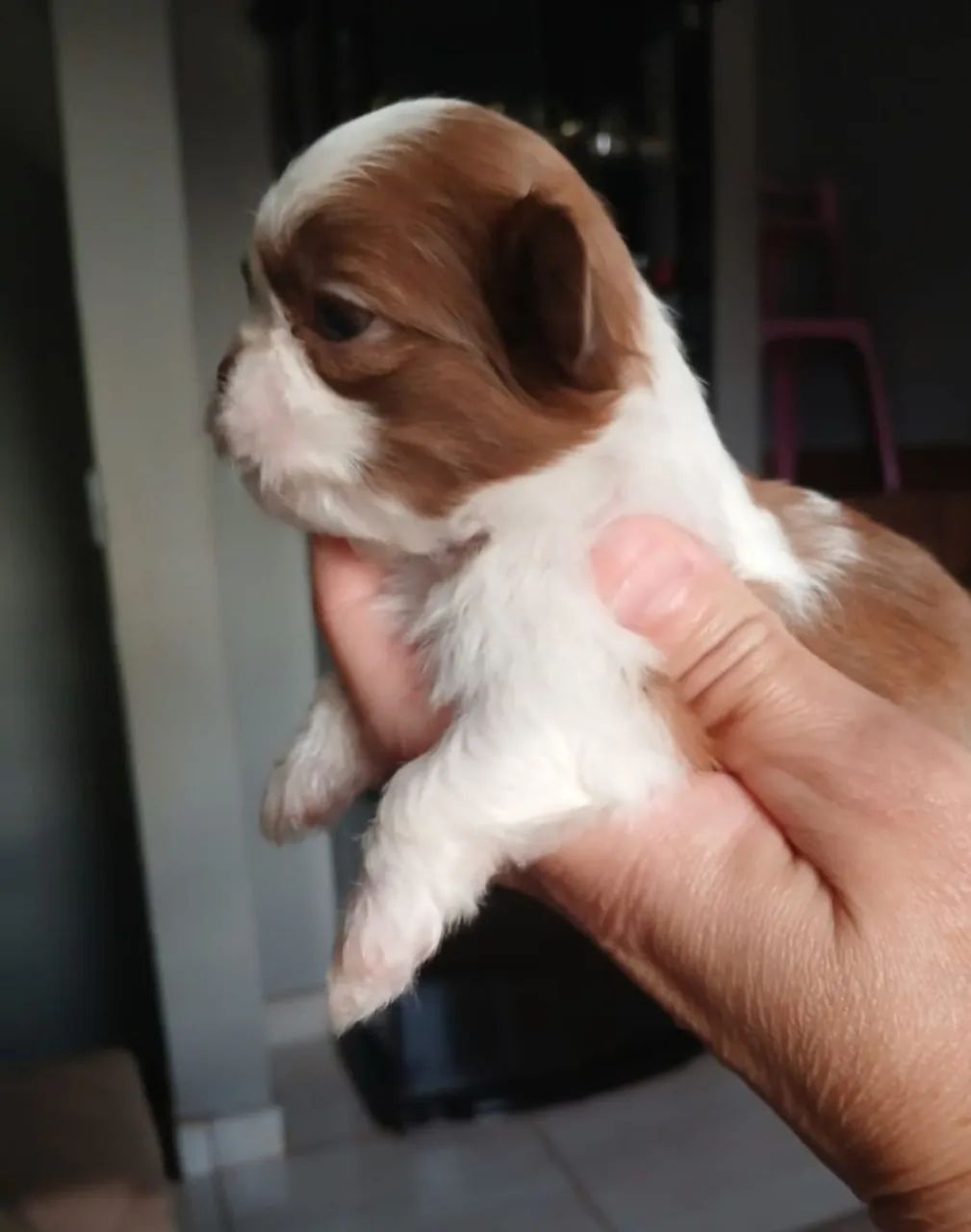 Shih tzu