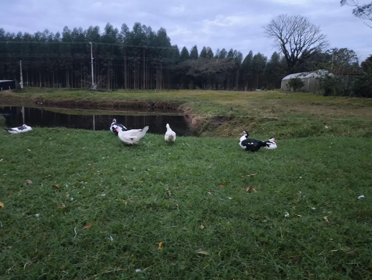 Patos a venda  - Foto 2