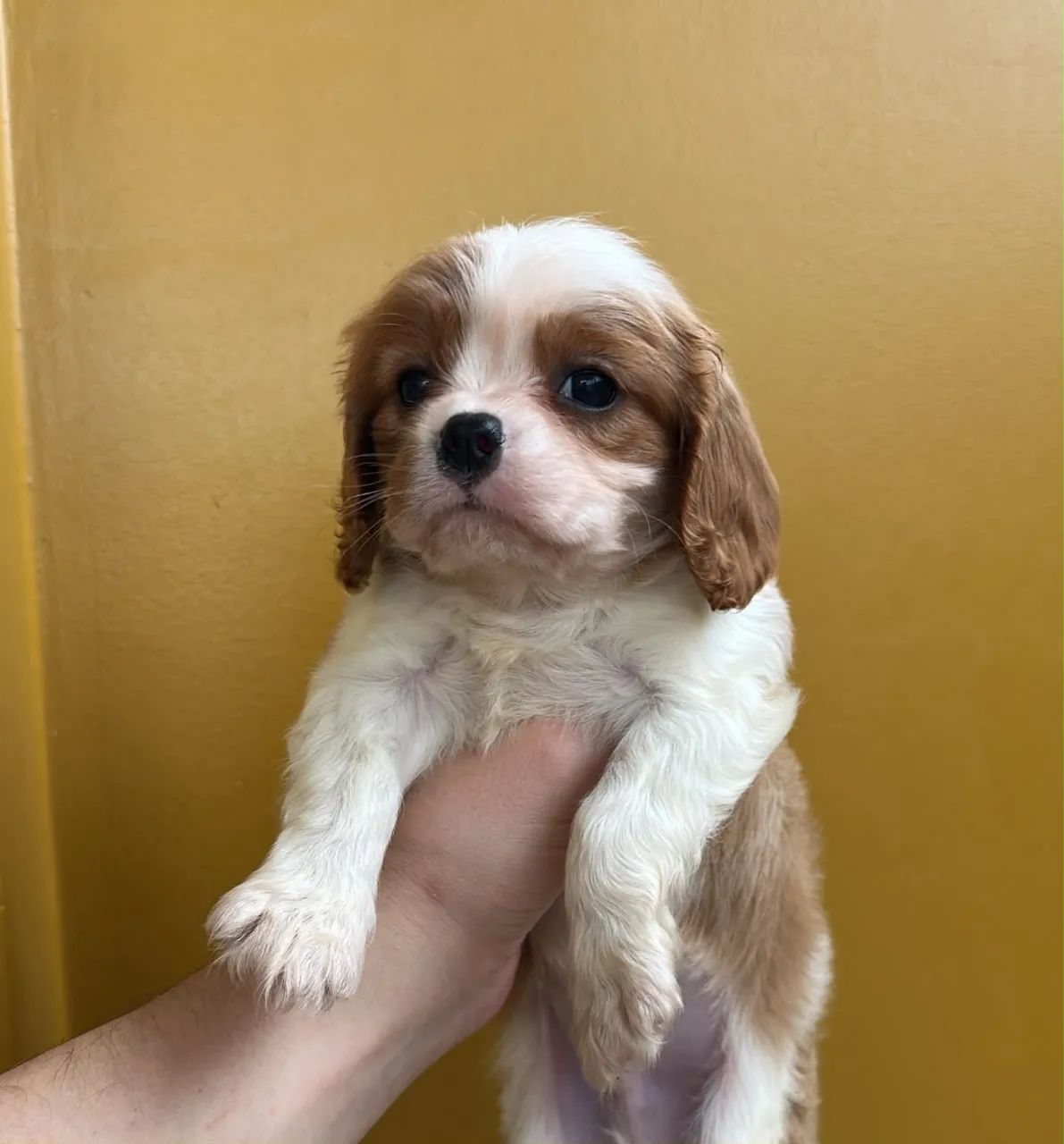 Cavalier  - Foto 3