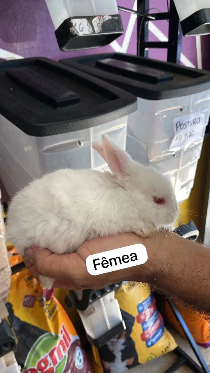 Mini coelho  - Foto 2