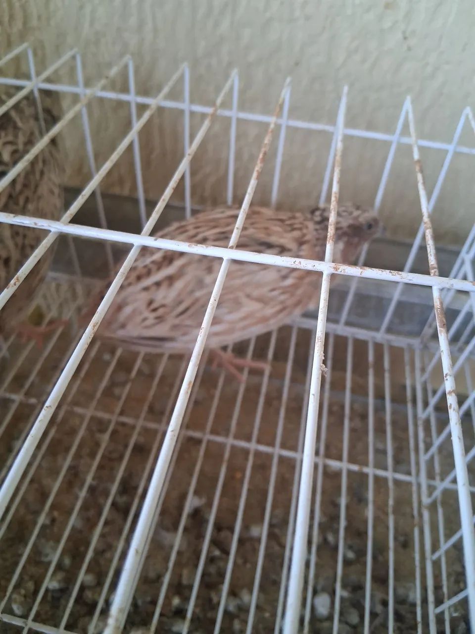 Codorna macho - Foto 2