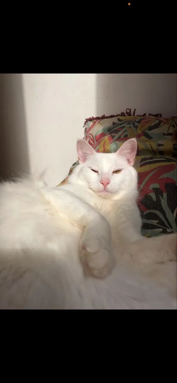 Doa-se gatinho branco  - Foto 2
