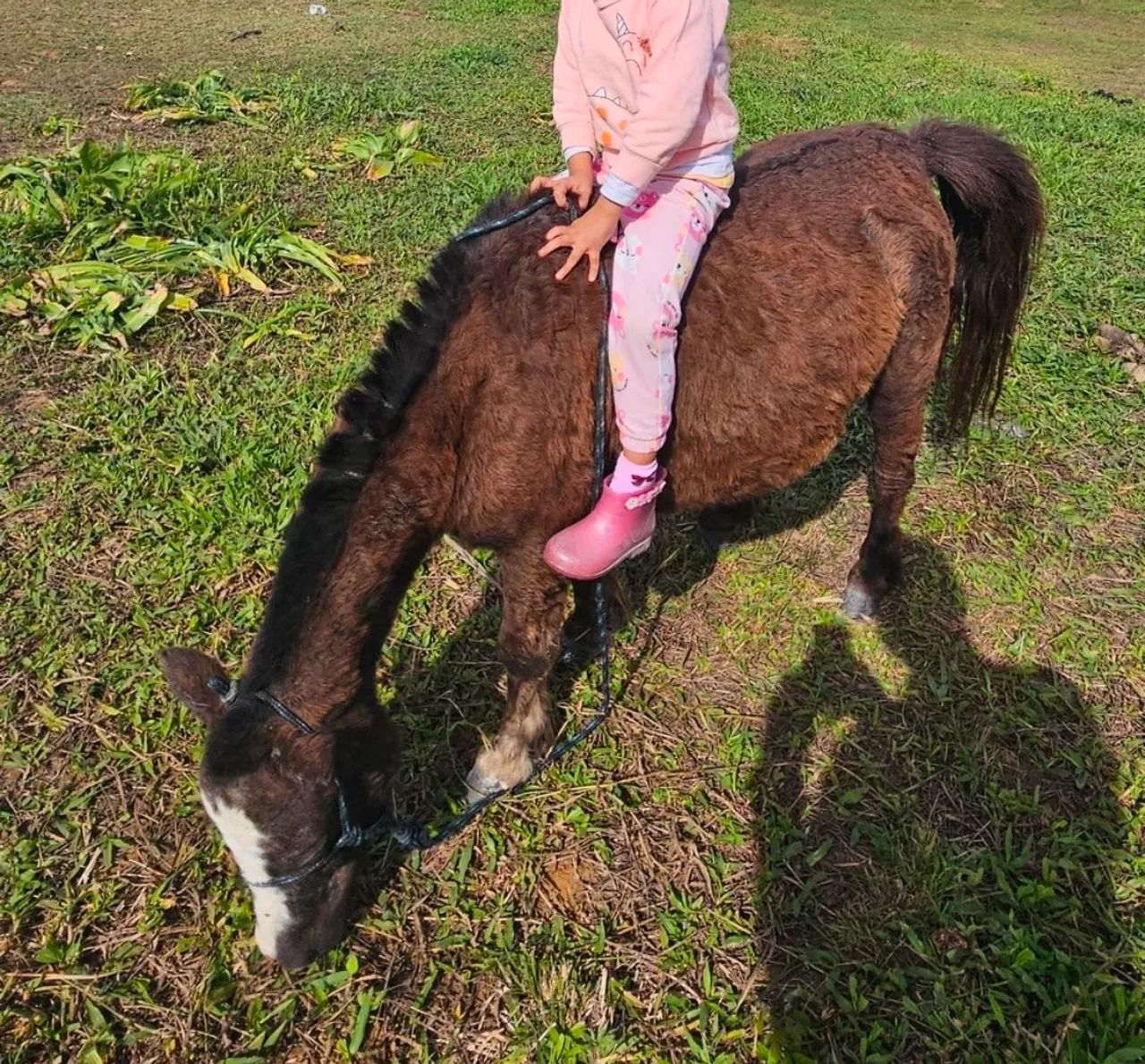 Vendo pônei fêmea  - Foto 3
