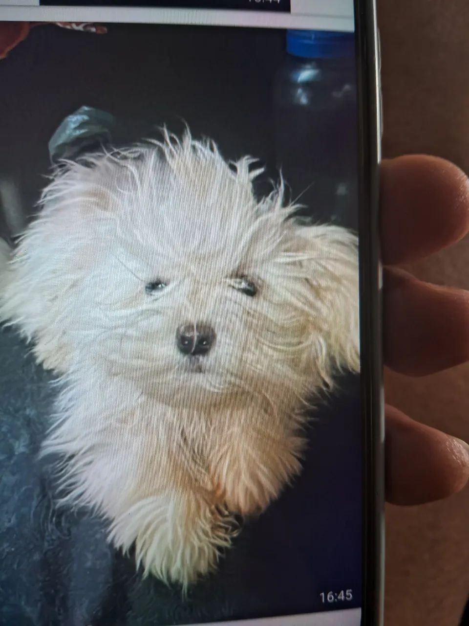 cachorro shitz - Foto 2