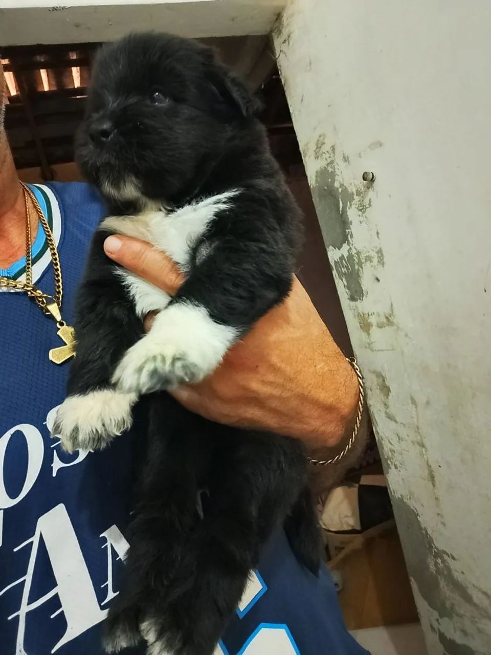  filhotes de Pets 100,00