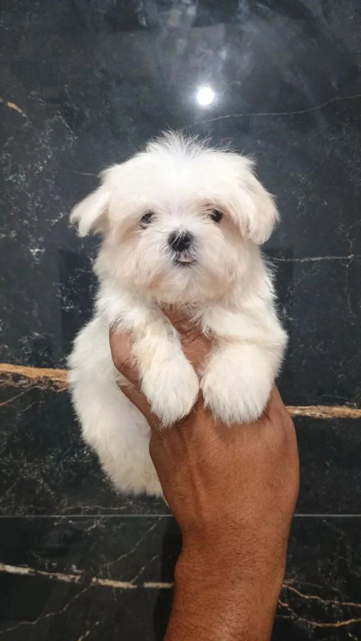 maltês 