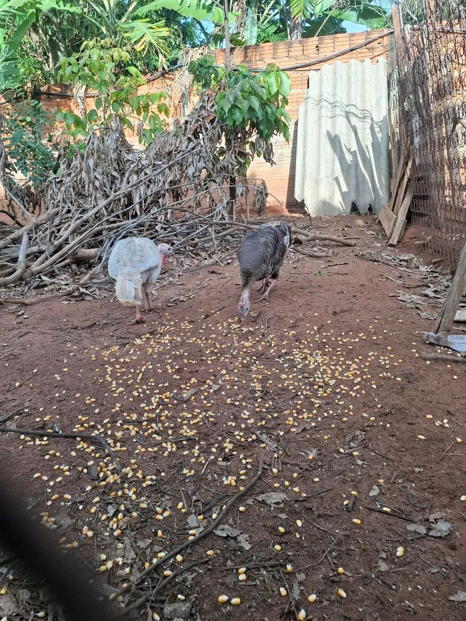 Peruas  - Foto 2