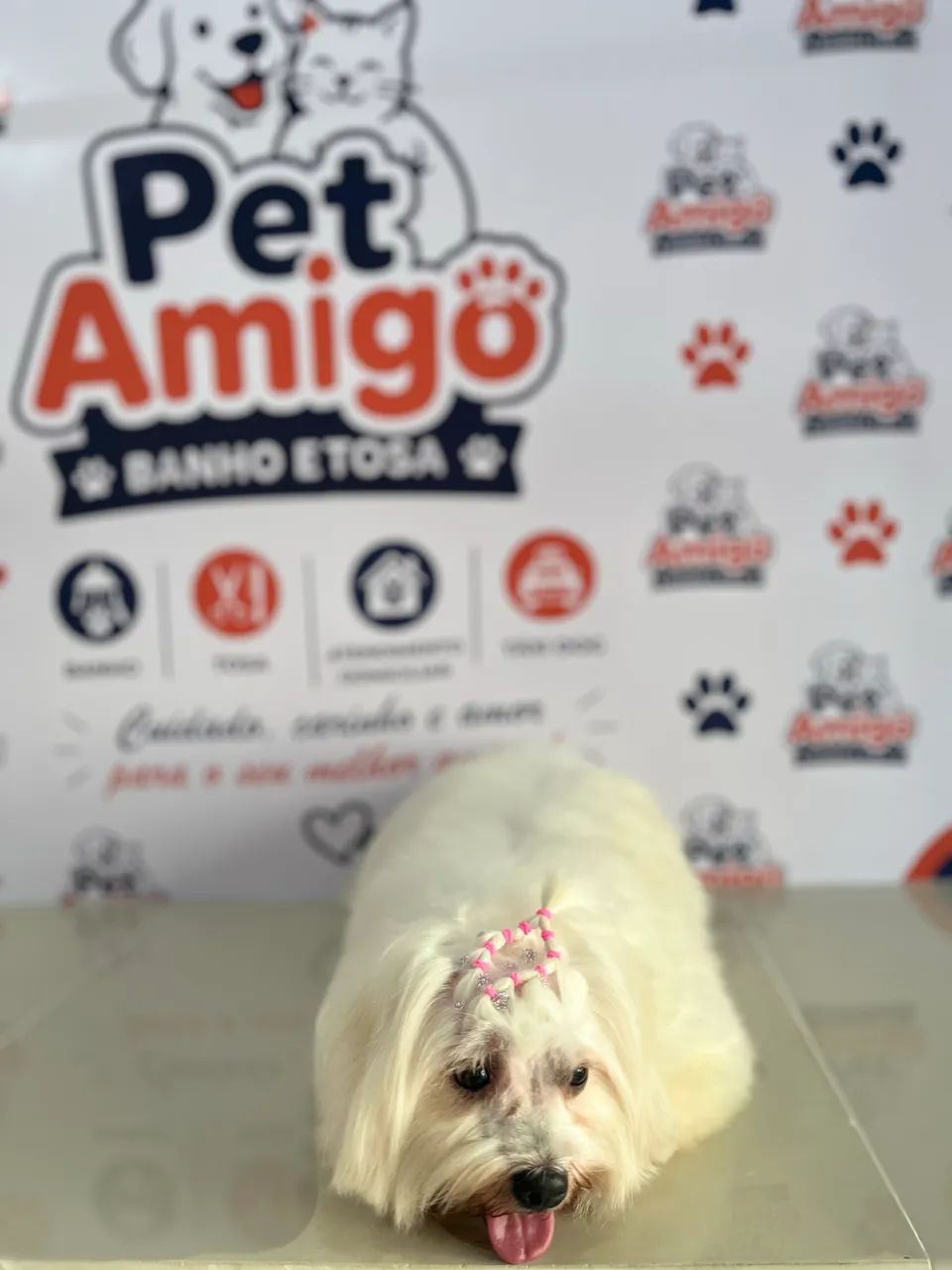 Pet shop  - Foto 3
