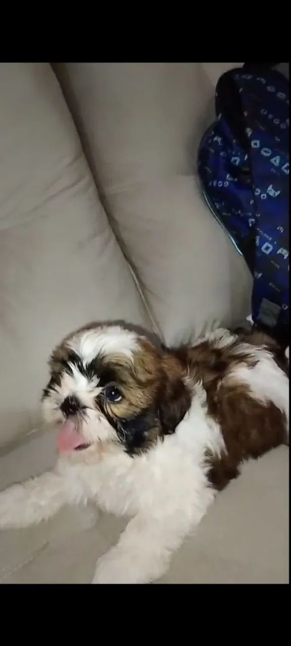 Machinho shihtzu 
