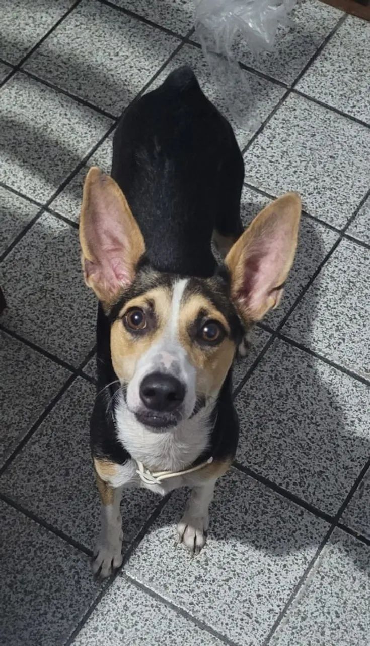 Cachorro para adoção responsável 