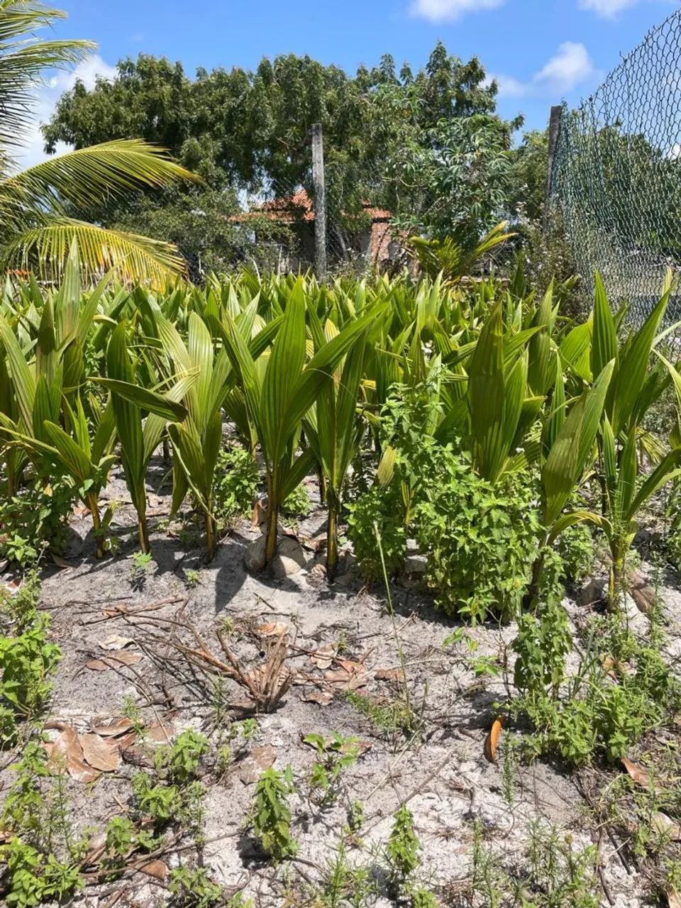 COQUEIRO ANÃO  - Foto 2